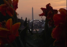 Flowers & Monument