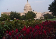 Flowers & Capitol