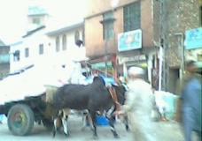 Kalachi