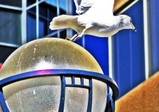 bird