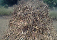 Crops after cutting