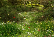 Primavera !
