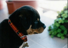 Wolf (Cuando era un cachorro)
