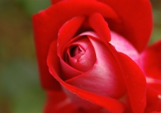 Red Rose