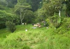 Mi tierra dos