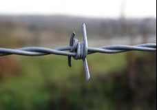 Wire in Autumn