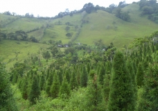 Mi tierra ocho