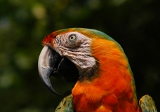 Parrot