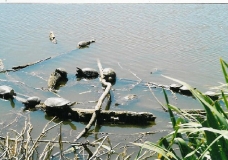 Tortugas al sol