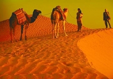 Camels ont the Szhara