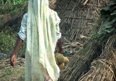 The lady grass cutter