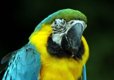 Parrot