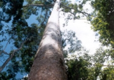 Trees of Life
