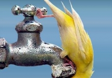 Water is life