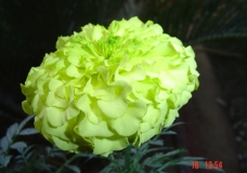 Yellow!