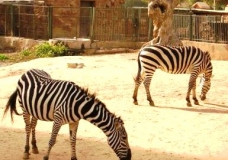 Zebra life