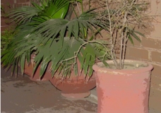 Pots