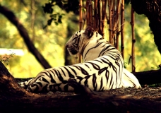 White tiger