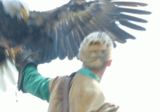 Falconry in Austria