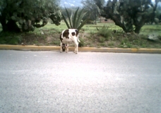 Junto al camino.!!!!