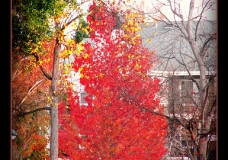 Fall, the season of Color!
