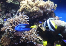Monterey Bay Aqarium