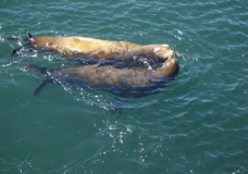 Sea Lions