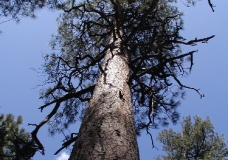 Forest Giant