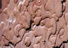 Bark Puzzle