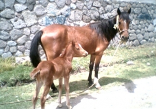 Caballos....