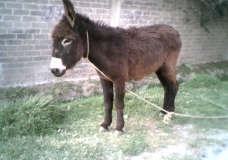 El miedo no anda en burro.!!!