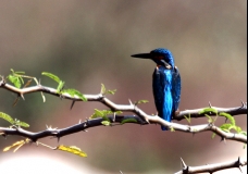 Kingfisher