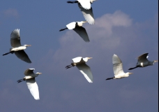 The long flight