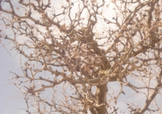 جمال بلادي 04