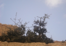 جمال بلادي 08