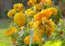 A row of Yellows