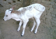 Calf