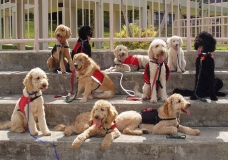 K9 army