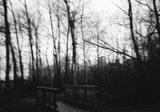 L'arbres