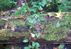 Log-n-Leaves