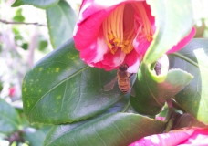 Busy Bee
