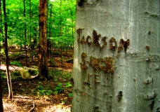 Jackson