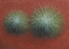 Spinifex Dou