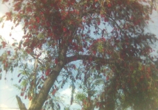 a tree near my hostel