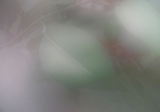 A leaf