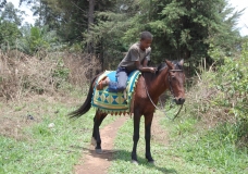 A Horse