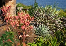 Flores