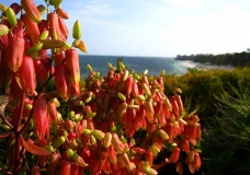 Flores