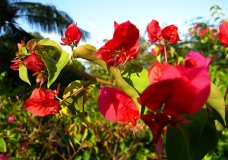 Flores
