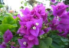 Flores
